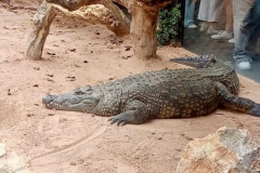 English_School_los_olivos_bioparc_Y12-15