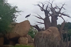 English_School_los_olivos_bioparc_Y12-18