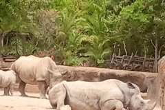English_School_los_olivos_bioparc_Y12-23