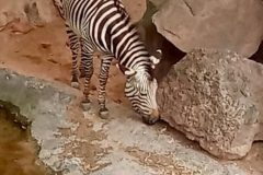 English_School_los_olivos_bioparc_Y12-24