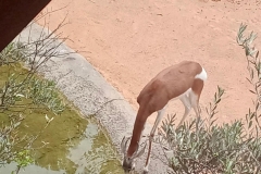 English_School_los_olivos_bioparc_Y12-25