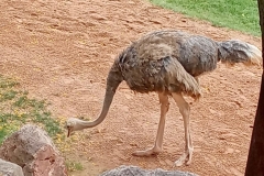 English_School_los_olivos_bioparc_Y12-27