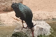 English_School_los_olivos_bioparc_Y12-28
