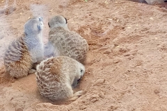 English_School_los_olivos_bioparc_Y12-29