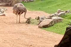 English_School_los_olivos_bioparc_Y12-31