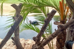 English_School_los_olivos_bioparc_Y12-32