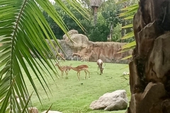 English_School_los_olivos_bioparc_Y12-33