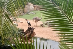 English_School_los_olivos_bioparc_Y12-34