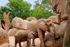 English_School_los_olivos_bioparc_Y12-36