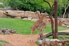English_School_los_olivos_bioparc_Y12-37