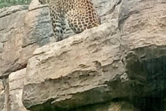 English_School_los_olivos_bioparc_Y12-8