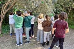 Arbol-Olivo-Los-Olivos-Valencia