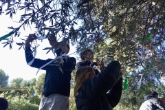 English-School-Los-Olivos-Dia-del-Olivo