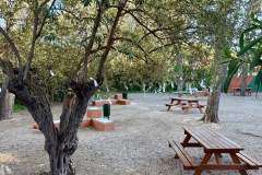 Los-Olivos-dia-del-Olivo