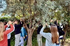 Los-Olivos_arbol-olivo