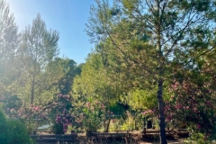 English_School_los_olivos_Estivella_2026-12